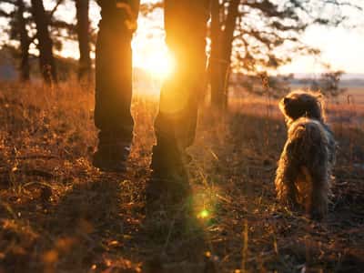 The Pioneers - Image 6