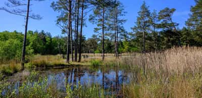 Pinewood Green - Image 12