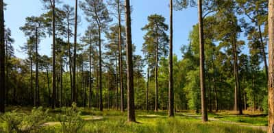 Pinewood Green - Image 13