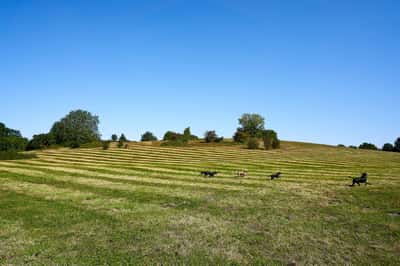 Albany Park - Image 2