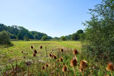 Albany Park - Image 6
