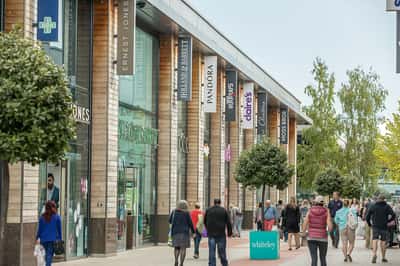 Forest Walk - Image 7