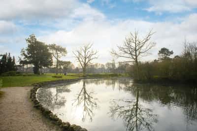 High Forest - Image 5