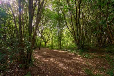 Boorley Park, Boorley Green - Image 12