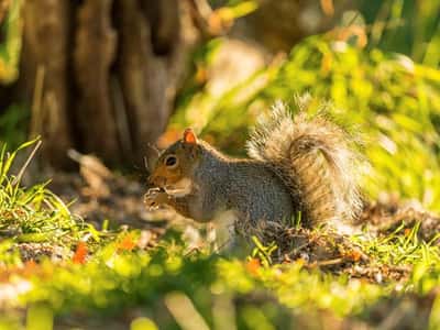 Rainton Gardens - Image 7