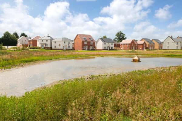 The Lilies - Image 1