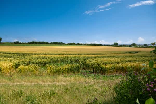 The Skylarks - Image 9