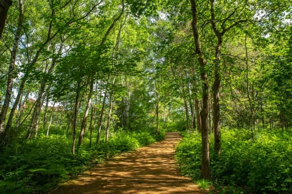The Glades at Mindenhurst - Image 11