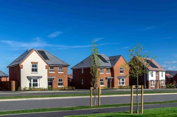 The Poppies - Image 6