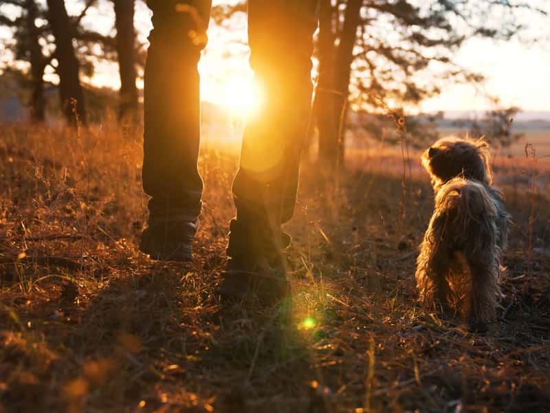 The Pioneers - Image 6