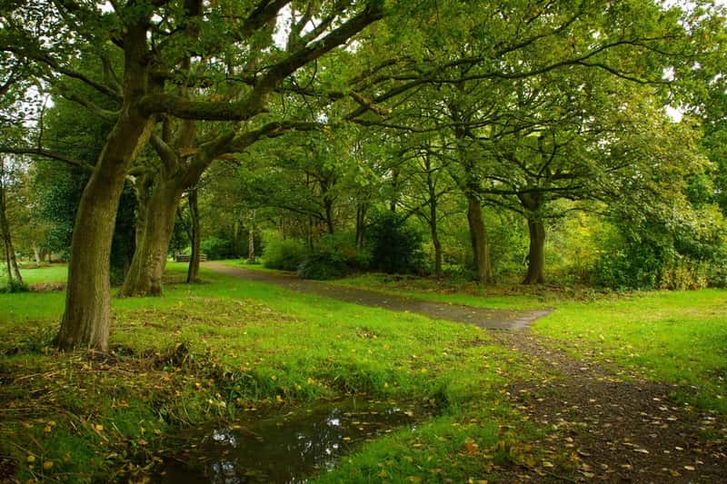 Amberswood Rise II - Image 16