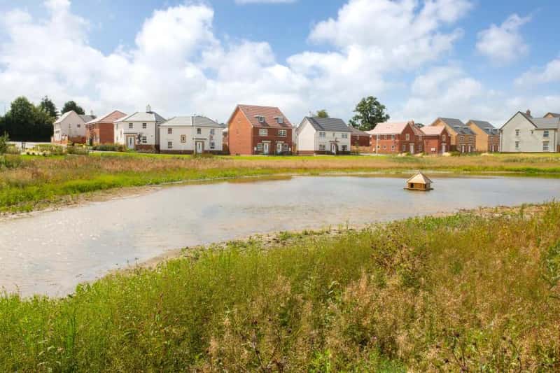 The Lilies - Image 1