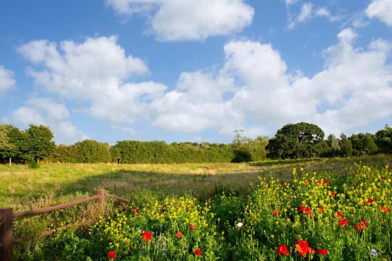 Tattenhoe Park - Image 18
