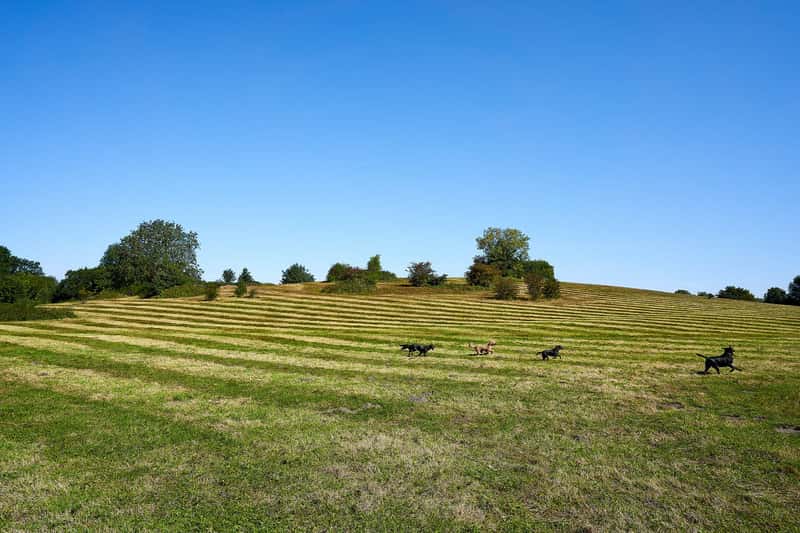 Albany Park - Image 2