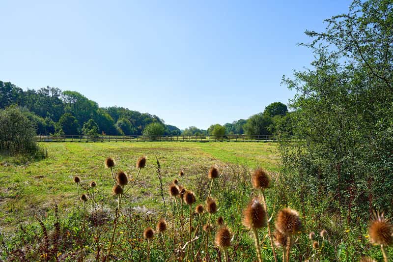 Albany Park - Image 6