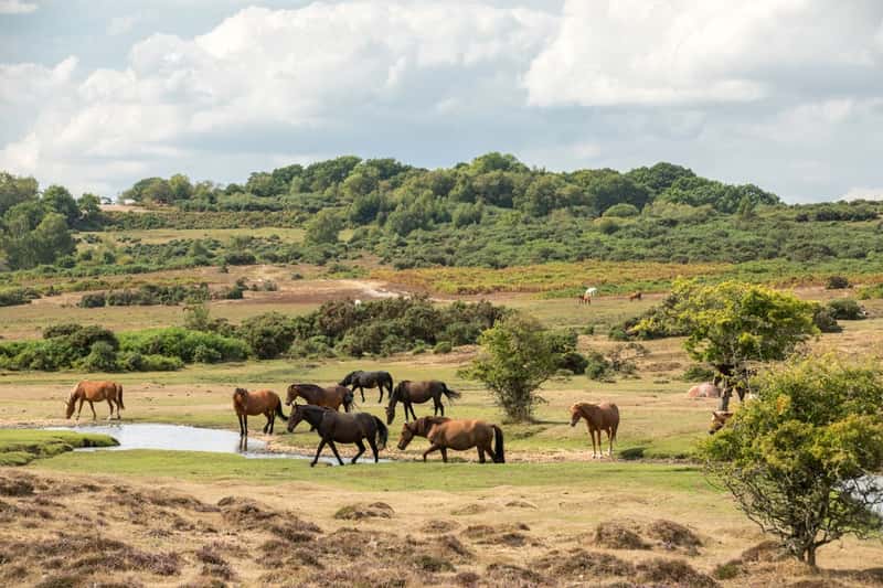 Knightwood Chase - Image 9