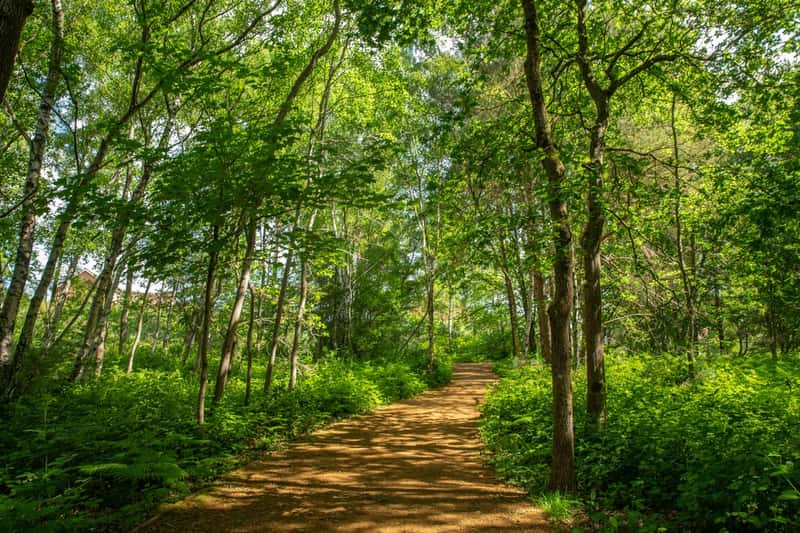 The Glades at Mindenhurst - Image 11