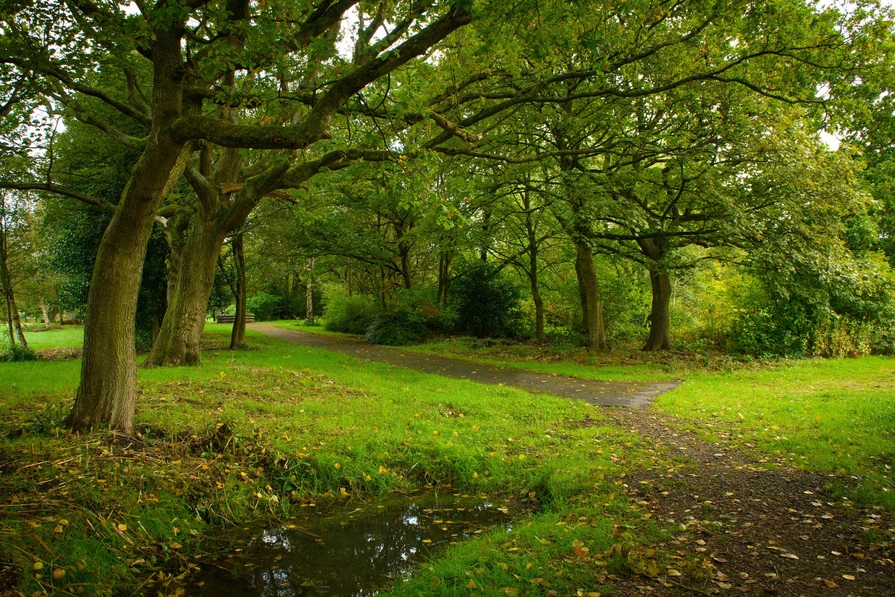 Amberswood Rise II — photo 16