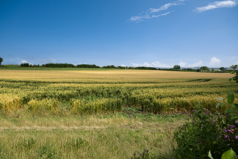 The Skylarks — photo 9